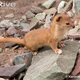 Illustration for article titled Monday Mustelid - Mustela altaica Edition